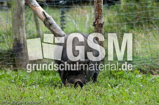 Hängebauchschwein (17 von 37).jpg